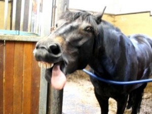funny horse face picture